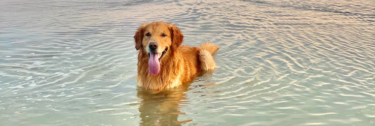 Thalassotherapie für Hunde